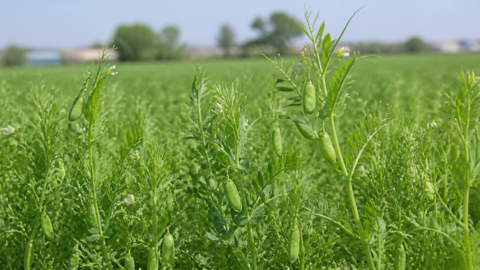 découvrez le mystère fascinant de la croissance des lentilles et apprenez comment ces petites graines prennent vie étape par étape.