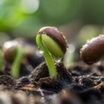 découvrez le mystère de la croissance des lentilles et apprenez comment ces petites graines prennent vie grâce à des processus naturels fascinants.