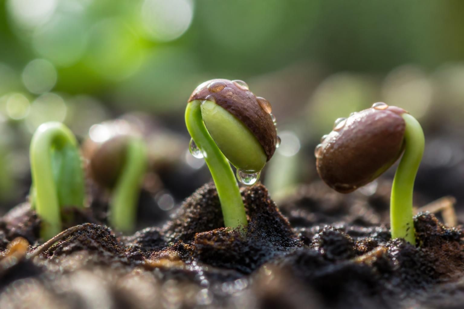 découvrez le mystère de la croissance des lentilles et apprenez comment ces petites graines prennent vie grâce à des processus naturels fascinants.